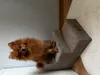 Scaletta per cani, Per animali malati e anziani, Ausilio Anteprima dell’immagine prodotto 9