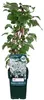 Kletterhortensie 30-40 cm Hydrangea petiolaris Produktbild-Vorschau 2