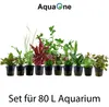 Pflanzen Set für 80l Aquarien mit 10 Topf Aquarium Produktbild-Vorschau 2