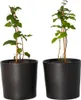 Brombeerpflanzen - 2 Stk - Rubus fruticosus 'Thornfree' - Produktbild-Vorschau 7