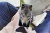 MuchoWow® Handyhülle Schutzhülle Hülle für iPhone Xs Wolf - Produktbild-Vorschau 3