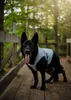 Kurgo Core Cooling Vest Blau, Farbe:blau, Größe:XL Produktbild-Vorschau 16