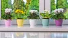 Five potted plants with colorful pots are lined up on a white surface in front of a window with a blurred green background. Náhľad obrázku produktu