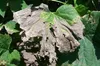 A close-up of a diseased plant leaf with green and brown/gray discoloration and holes. Náhled obrázku produktu