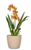 Scheurich Aura, Blumentopf aus Keramik, Farbe: Dry Reed, Produktbild-Vorschau 3
