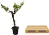 Vigne Vitis Vinifera, plante d'intérieur Ø55cm Ø220cm - Voir les images du produit 3