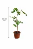 Winterharte Echte Feige ‘Bornholm’ Stämmchen 60–80 cm – Produktbild-Vorschau 5