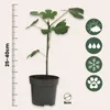 A potted fig tree seedling with a ruler indicating its height and icons representing its care needs. Produktbild-Vorschau