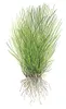 Aquarium Pflanze Eleocharis acicularis Tropica Nr.133 TC in Produktbild-Vorschau 4