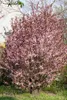 Prunus cerasifera 'Nigra', Blutpflaume, dunkelrot, 100–125 Produktbild-Vorschau 12