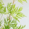 Bloomique - Acer Palmatum Emerald Lace - Klon japoński - Podgląd zdjęcia produktu 3