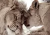 Vlies Fototapete - Lion Tenderness (Sepia) 400x280 cm Tiere Produktbild-Vorschau 5