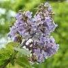 Lot de 2 plants de Paulownia tomentosa (Paulownia), hauteur Voir les images du produit 4