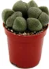 Pleiospilos nelii - Živý kameň - Živá žula - v kvetináči Náhľad obrázku produktu 1