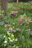 Helleborus x orientalis 'Ballard', Lenzrose, ca. 11x11 cm Produktbild-Vorschau 14