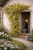 Jaśmin zimowy 60–70 cm (Jasminum nudiflorum) – odporna na Podgląd zdjęcia produktu 1