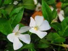Stauden Gänge 100 x Vinca minor 'Alba' - Weißes Kleines / Produktbild-Vorschau 7