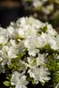 Rhododendron obtusum 'Kermesina Alba', weiß, 20–25 cm Produktbild-Vorschau 6