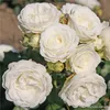 Kordes Zwergrose Schneeküsschen® Weiß Produktbild-Vorschau 3
