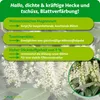 Purgrün Kirschlorbeer-Dünger 1 kg, Produktbild-Vorschau 3