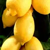 Bakker.com - Zitronenbaum, Der topf / Ø 9cm / Lieferhöhe Produktbild-Vorschau 4