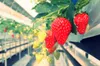 Dünger Erdbeeren Walderdbeeren Wurmhumus Flüssig Produktbild-Vorschau 4