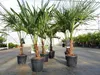 Trachycarpus fortunei 130 - 150 cm Palme Hanfpalme, Produktbild-Vorschau 3