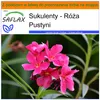 SAFLAX - Garden in the bag - Róża Pustyni - 8 Nasiona - Z Podgląd zdjęcia produktu 8