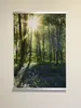 A poster with a forest scene is hanging on a textured wall. Produktbild-Vorschau