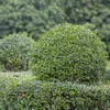 Green boutiQ - Plantes de haie - Ligustrum ovalifolium - Voir les images du produit 5