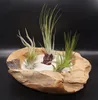 Tillandsien 4er-Mix, Tillandsia, Bromeliengewächs Produktbild-Vorschau 3