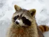 Calvendo Waschbär im Schnee 1000 Teile Puzzle quer Produktbild-Vorschau 2