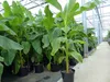 2 Stück Bananenstaude Banane Musa Basjoo 170 cm winterhart Produktbild-Vorschau 4