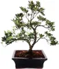 Zewnetrzne Bonsai Rhododendron simsii - Azalia 20cm Podgląd zdjęcia produktu 1