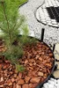 A garden landscaping scene with a young pine tree mulched with wood chips, bordered by gravel and a black edging strip. Produktbild-Vorschau
