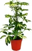 Radiant Aralia Duo - Schefflera - bialo-zielone liscie - Podgląd zdjęcia produktu 3