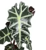 Arrowleaf - Alocasia sanderiana - Korzen tropikalny - Podgląd zdjęcia produktu 2