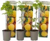 Framboisier - Set de 3 - Rubus idaeus 'Fallgold' - Hauteur Voir les images du produit 1