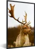 MuchoWow® Gerahmtes Poster Damhirsch - Wald - Herde - Tiere Produktbild-Vorschau 1