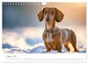 Zauberhafte Dackel (Wandkalender 2027 DIN A4 quer), Produktbild-Vorschau 9