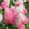 Hydrangea Paniculata 'Pink Lady' 30-50 cm – Produktbild-Vorschau 1