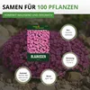 Blaukissen Rosa-rot Samen - Aubrieta deltoides - Produktbild-Vorschau 3