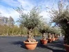 Olivenbaum in Bonsai-Schale, 190 - 210 cm knorrige urige Produktbild-Vorschau 5