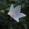 6 x Garten-Ballonblume  - Platycodon grandiflorus 'Fuji Produktbild-Vorschau 2