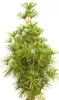 A close-up studio shot of a small Japanese umbrella pine tree. Náhled obrázku produktu