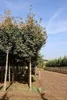 Amelanchier arborea 'Robin Hill' - Poire Robin Hill 60- 80 Voir les images du produit 2
