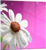 Bilder auf glas - Blume frühling garten - 30x30cm - Produktbild-Vorschau 1