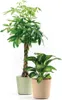 Pot de fleurs Fyre Ø 30 cm oasi Greener, avec roulettes Voir les images du produit 4