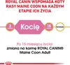 Royal Canin Maine Coon Kitten, Kocięta, Maine Coon, Drób, Podgląd zdjęcia produktu 3