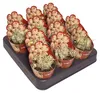 Euphorbia meloformis variegata - seltenes Wolfsmilchgewächs Produktbild-Vorschau 3